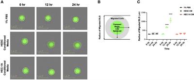 TNF-α Regulated Endometrial Stroma Secretome Promotes Trophoblast Invasion